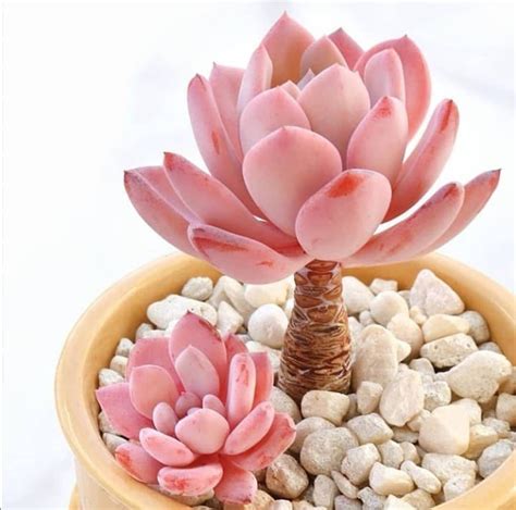 Creating a Zen Space with Pink Kitchen Succulants